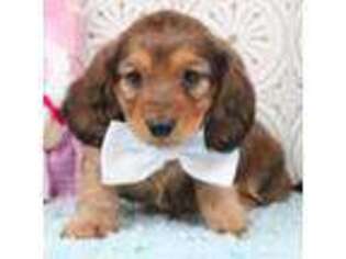 Dachshund Puppy for sale in Ozone Park, NY, USA