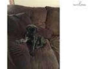 Mastiff Puppy for sale in Tyler, TX, USA