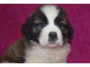 Saint Bernard Puppy for sale in Colcord, OK, USA