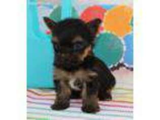 Yorkshire Terrier Puppy for sale in Greenville, TX, USA