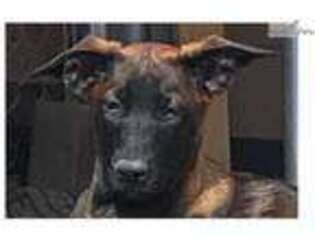 Medium Photo #1 Belgian Malinois Puppy For Sale in Show Low, AZ, USA