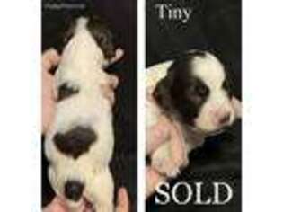 English Springer Spaniel Puppy for sale in Upatoi, GA, USA