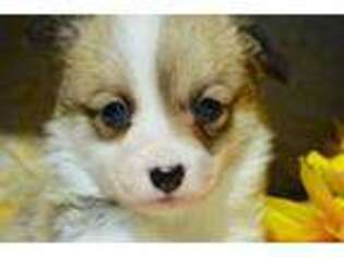 Pembroke Welsh Corgi Puppy for sale in Oswego, KS, USA