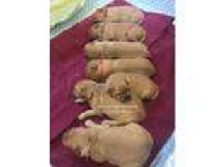 Golden Retriever Puppy for sale in Ansonville, NC, USA