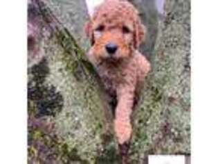 Goldendoodle Puppy for sale in Fall River, MA, USA