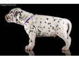 Dalmatian Puppy for sale in Orlando, FL, USA