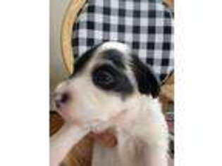 Jack Russell Terrier Puppy for sale in Plainfield, NJ, USA