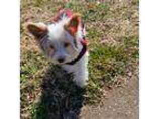 Yorkshire Terrier Puppy for sale in Charlotte, NC, USA