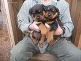 Rottweiler Puppy for sale in Idanha, OR, USA
