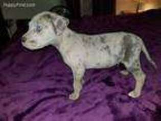 Cane Corso Puppy for sale in Coatesville, PA, USA