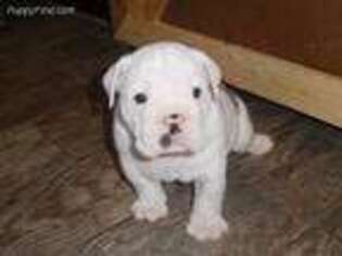 Bulldog Puppy for sale in Springfield, MA, USA