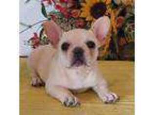 French Bulldog Puppy for sale in Paulden, AZ, USA
