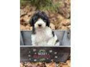 Labradoodle Puppy for sale in Dallas, TX, USA