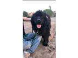 Newfoundland Puppy for sale in Falmouth, MI, USA