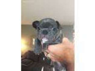 French Bulldog Puppy for sale in Mission Viejo, CA, USA