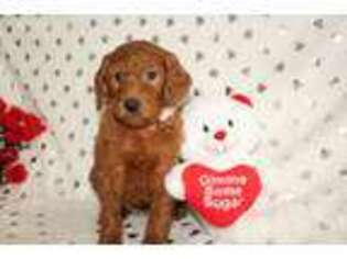 Goldendoodle Puppy for sale in Newcomerstown, OH, USA