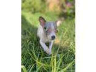 Chihuahua Puppy for sale in Covina, CA, USA