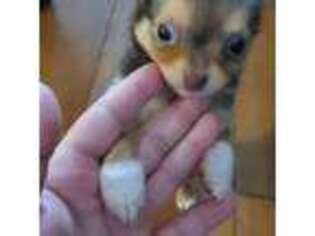 Chihuahua Puppy for sale in Boston, MA, USA