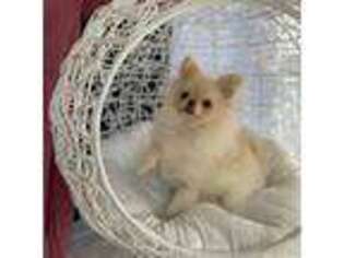 Pomeranian Puppy for sale in Baytown, TX, USA
