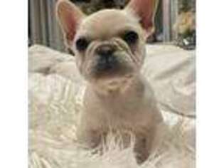 French Bulldog Puppy for sale in Salem, NH, USA