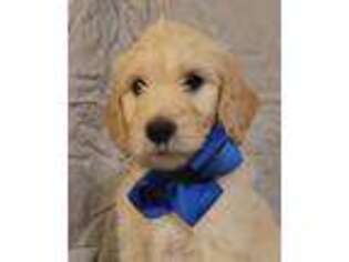 Labradoodle Puppy for sale in Joplin, MO, USA