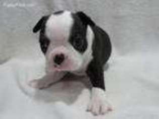 Boston Terrier Puppy for sale in Midlothian, TX, USA