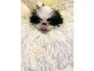 Pekingese Puppy for sale in King George, VA, USA