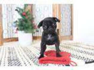 Pug Puppy for sale in Naples, FL, USA