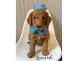 Goldendoodle Puppy for sale in State Road, NC, USA