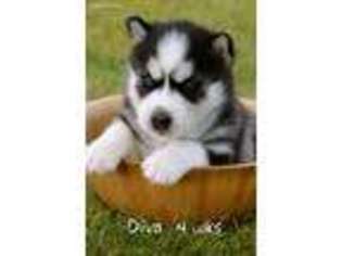 Siberian Husky Puppy for sale in Eaton, OH, USA