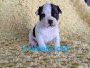Bulldog Puppy for sale in Mediapolis, IA, USA