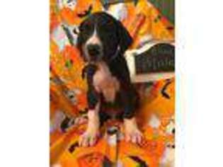Great Dane Puppy for sale in Social Circle, GA, USA