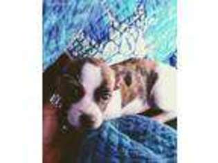Jack Russell Terrier Puppy for sale in Aiea, HI, USA