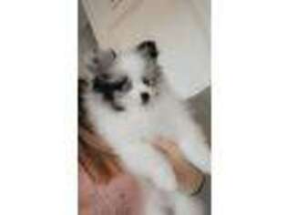 Pomeranian Puppy for sale in Spring Hill, FL, USA