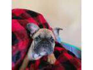 French Bulldog Puppy for sale in Cloverdale, IN, USA