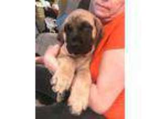Mastiff Puppy for sale in Fredericksburg, TX, USA
