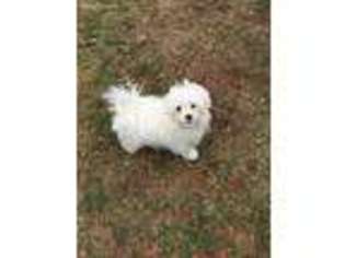 Maltese Puppy for sale in Terre Haute, IN, USA