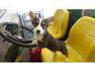 Cardigan Welsh Corgi Puppy for sale in Galion, OH, USA