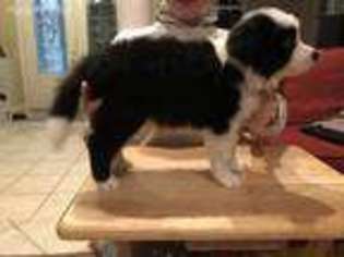 Border Collie Puppy for sale in Sumterville, FL, USA