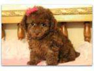 Mutt Puppy for sale in Milton, WV, USA