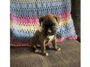 Boxer Puppy for sale in Nappanee, IN, USA