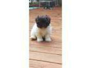 Havanese Puppy for sale in Howard City, MI, USA