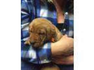 Labrador Retriever Puppy for sale in Esko, MN, USA
