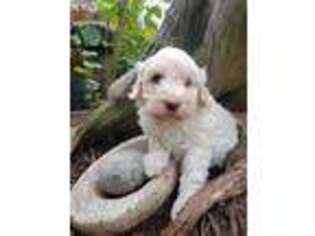 Goldendoodle Puppy for sale in Homosassa, FL, USA