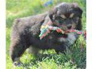 Australian Shepherd Puppy for sale in Collinsville, OK, USA