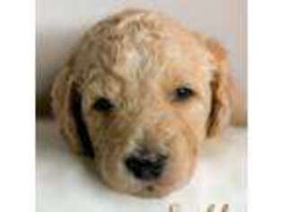 Goldendoodle Puppy for sale in Mary Esther, FL, USA