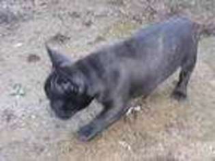 French Bulldog Puppy for sale in Molalla, OR, USA