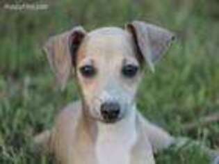 Italian Greyhound Puppy for sale in Norwood, MO, USA