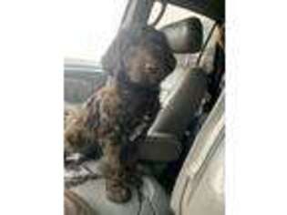Labradoodle Puppy for sale in Spartanburg, SC, USA
