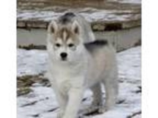 Siberian Husky Puppy for sale in Little Falls, MN, USA